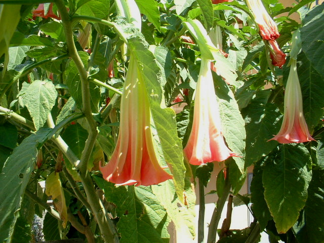 Solanum crispum, Lampranthus e Brugmansia suaveolens